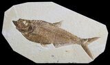 Detailed, Diplomystus Fossil Fish - Wyoming #63985-1